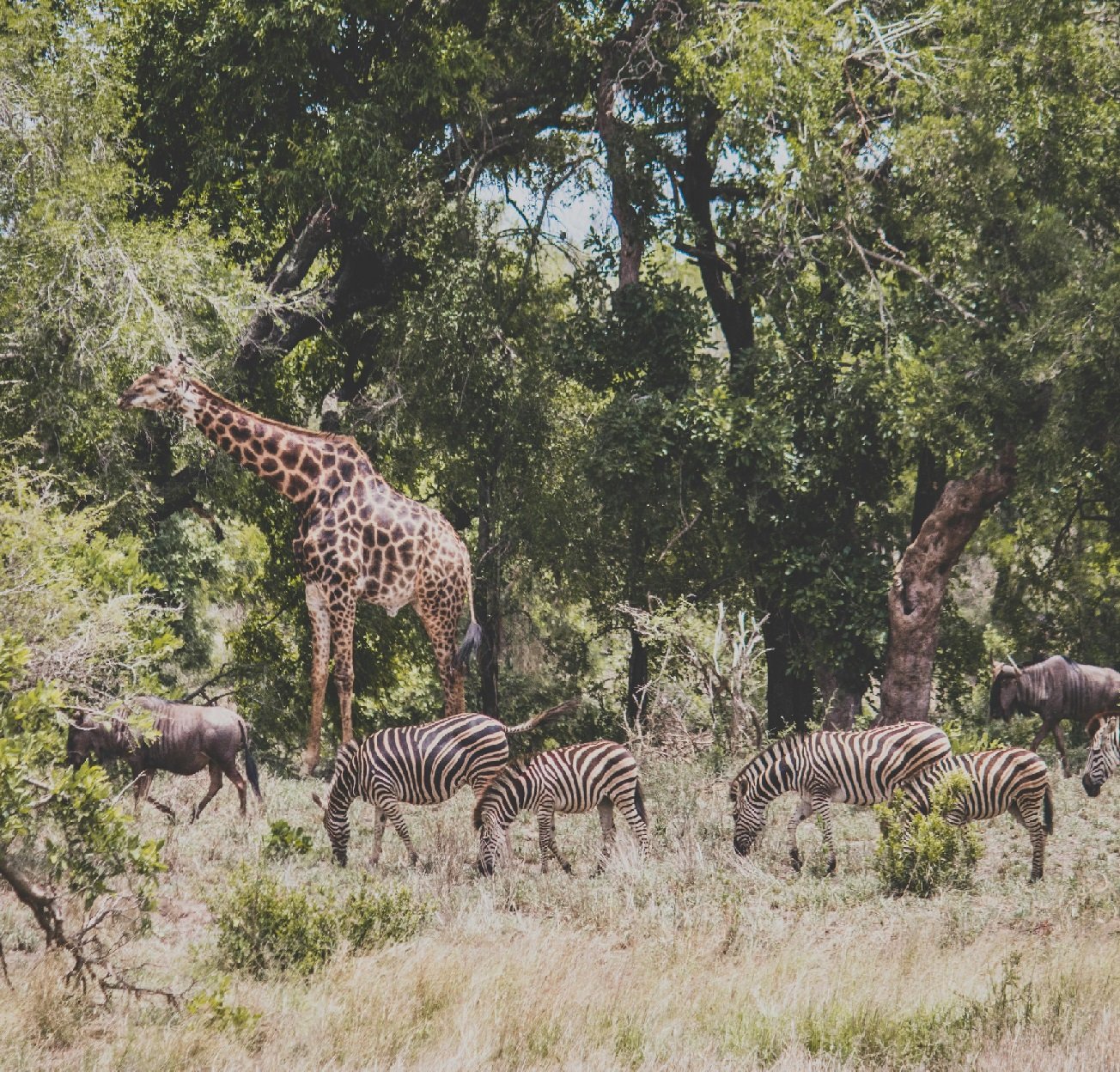 Planning to witness the magnificent Serengeti Migration in Tanzania? If you're looking to experience this natural wonder in comfort and style, staying at one of the Great Migration lodges is the way to go. These lodges offer stunning views of the vast savannah and the chance to witness thousands of wildebeest and zebras as they embark on their epic journey across the Serengeti.